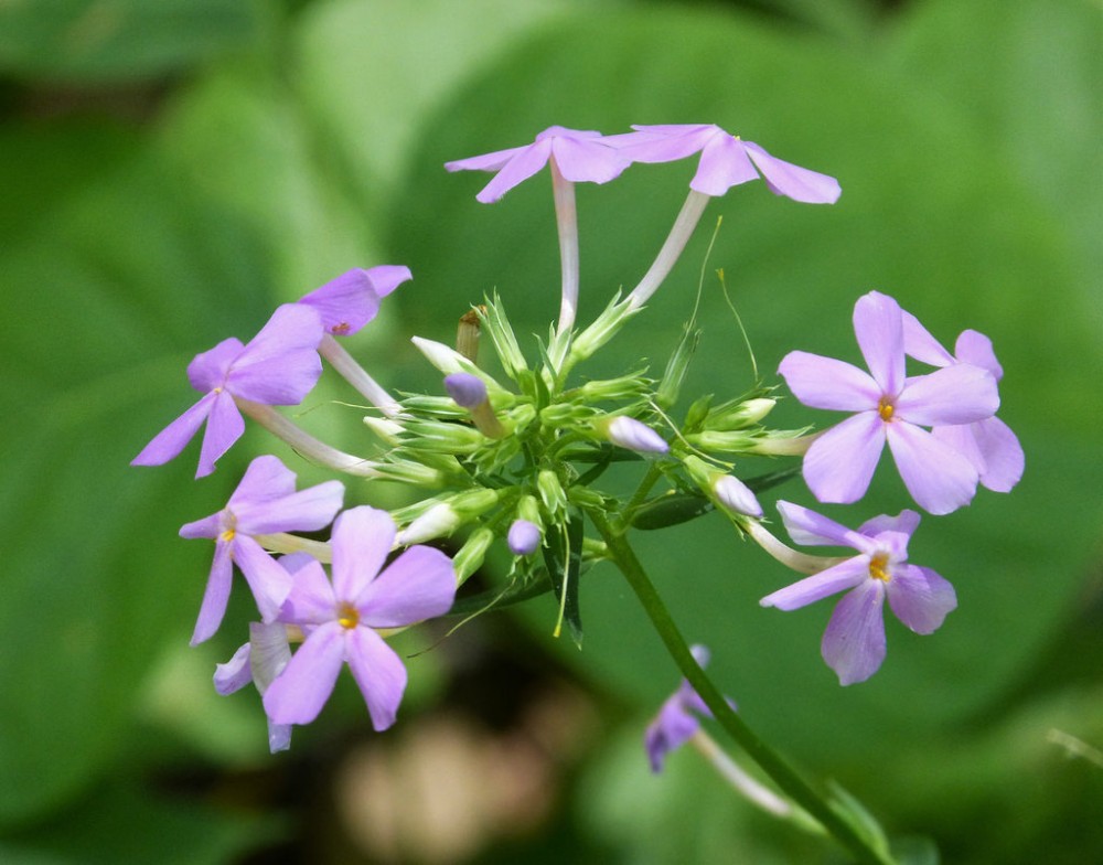 carolina_phlox